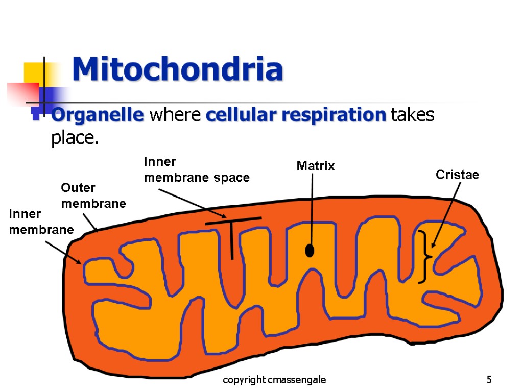 5 Mitochondria Organelle where cellular respiration takes place. copyright cmassengale